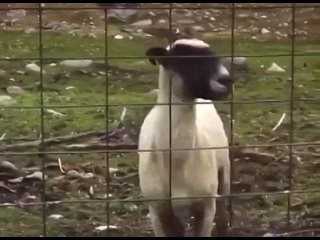 best немного горячего секс бомбы инстаграмм смотри в оба best