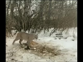 best девушка освободила рысь достойный поступок человека best
