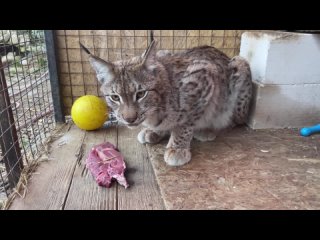 best рысь делает отбивную говядина а ля рысь the lynx is cooking chops beef a la lynx best
