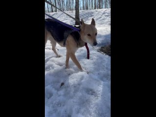 best многие думают что шельма новенькая но это не так best