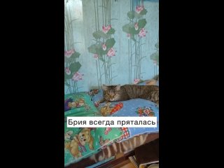 best замечательная новость шипучка брия гладиться с удовольствием мы очень переживали что такая красотень не найдет best