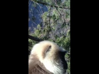 best в тибете на видеокамеру была снята обезьяна которая делает селфи best