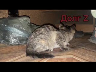 best битва с мышами на фронте один из маленьких эпизодов большого процесса best