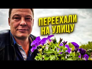 best финальная пикироа петунии в большие кашпо с переездом на улицу best