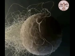 best один в поле не воин многие думают что для оплодотворения яйцеклетки нужен один сперматозоид тот самый самый best
