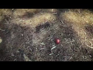 best ведьма сири и робби эхо witch siri порно хентай секс трахает русское инцест мамка домашнее фулл сэр best