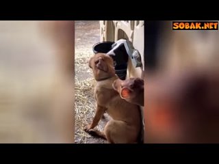 best sobak net любимец телочек коровы зацеловали пса и развеселили интернет best