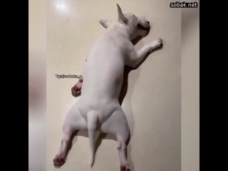 best я все нагулялся песик встал рано утром но совсем забыл проснуться best
