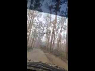 best кременной лес лес чудес зашел с ногами вышел без укрофашисты делятся своими впечатления о местной best