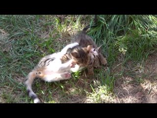 best приехал племянник училки опять в лагере перемены 1080p hd best