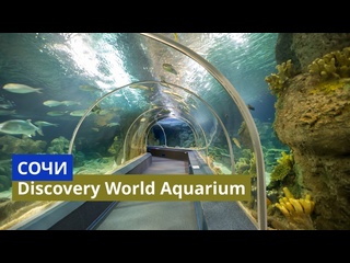 best сочи самый большой океанариум в россии sochi discovery world aquarium отправляемся в новое путешествие best