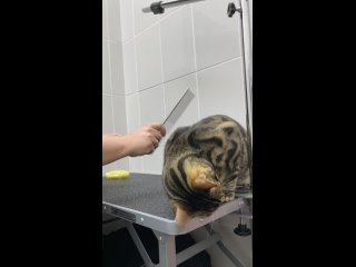 best видео от orso груминг кабинет best