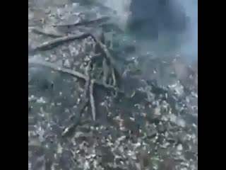 best одна из причин массовых пожаров в сибири умышленный поджог спасатели из якутии прислали вот такое видео best