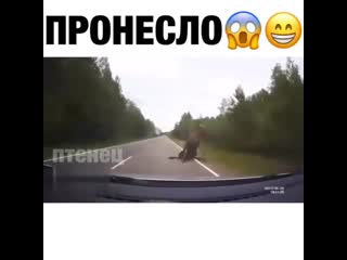 best это ж как надо орать внутри чтоб снаружи лось обосрался best