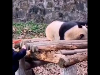 best быть ленивым это нормально если ты хищный но ешь бамбук best