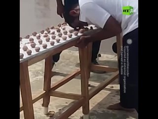 best this man seems to have a skull of steel indian naveen kumar cracked 273 walnuts with his forehead in just one best