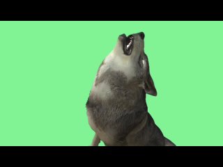 best волк видео green screen футаж хромакей анимация на зелёном фоне best