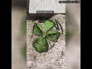 best кого то напоминает это насекомое невероятное совпадение best