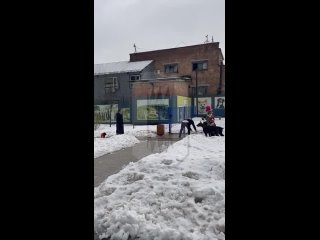 best в москве владелец доберманов набросился и стал душить женщину из за замечания об отсутствии намордников пара с best