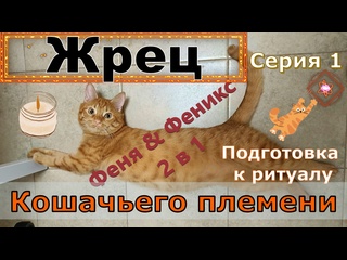 best жрец кошачьего племени серия 1 подготоа к ритуалу кот феня он же феникс best