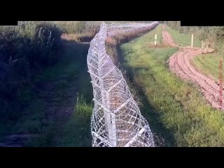 best беларусские пограничники попались на порче забора на границе с литвой best