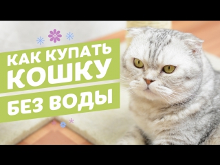 best сухой шампунь для кошек в виде спрея 8in1 perfect coat waterless shampoo best
