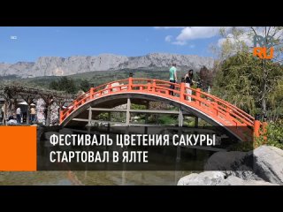 best фестиваль цветения сакуры стартовал в ялте best