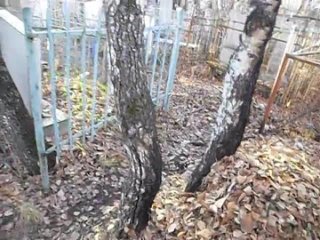best tchort брачная ночь чёрта и каловрата best