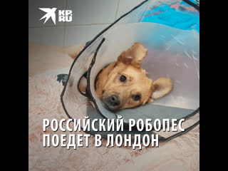 best о русской собачке монике прознала известная английская зоозащитница кейси best