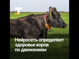 best нейросеть определяет здоровье коров по движениям best