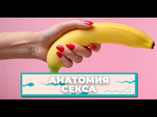 best анатомия секса мифы о половом члене которые мешают получать удовольствие best