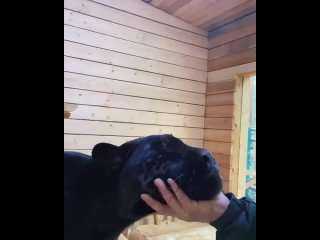 best я тоже хочу её поцеловать лапочка такая best