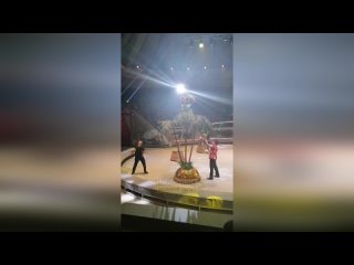 best в нижнем тагиле разъяренная обезьяна накинулась на ребенка прямо во время представления best