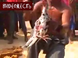 best сначало молодыепотом оживил курицу фокусне для слабонервныхс видеожесть best