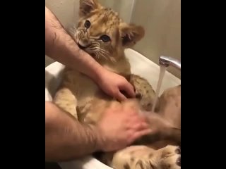 best водные процедуры для маленького царя зверей best