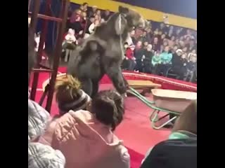 best цирк с молодые преступление против секс и людей медведь от отчаяния напал в цирке на дрессировщика best