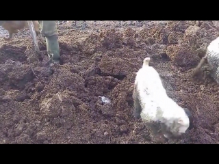 best огромные крысы и молодые секс ловят больших крыс ratting with terriers 18 best