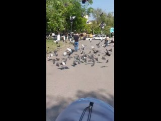best в ростове мужчина рассыпал корм для птиц в форме буквы z best