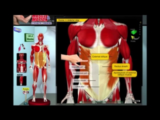 best биомеханика мышц молодые анатомия и 3d анализ упражнений best