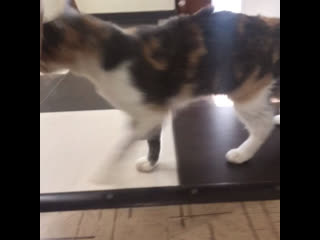 best ласковая кошечка фенька которой зашили большую рану best