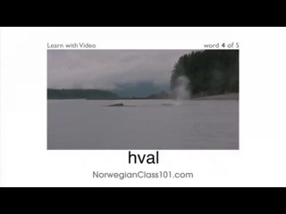 best norsk med video have a whale of a time best