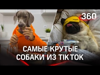 best hoootdogs молодые миллионники из tiktok как получить бешеную популярность best