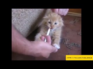 best маленький любитель сигарет kisa smile прикольные фото и видео с кошками best