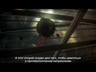 best bbc внутренняя вселенная тайная жизнь клетки our secret universe the hidden life of the cell 2012 hdtvrip best