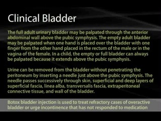 best 36 urinary bladder and rectum best