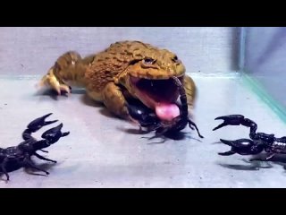 best лягушка бык пожирает всё что помещается в её рот best