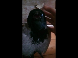 best tachibana mov 0092 mp4 best