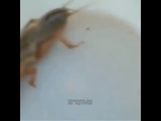 best полу рак полу хуй best