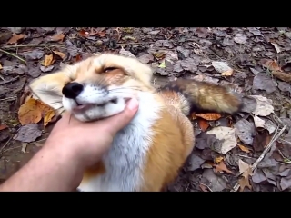 best человек и дикие молодые необычная дружба видео best