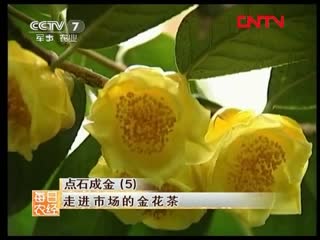 best камелия жёлтая лат camellia impressinervis camellia sinensis 金花茶 jìn huāchá цзинь хуача чай из золотых цветов best
